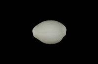 藏品(白米蛹螺)的圖片